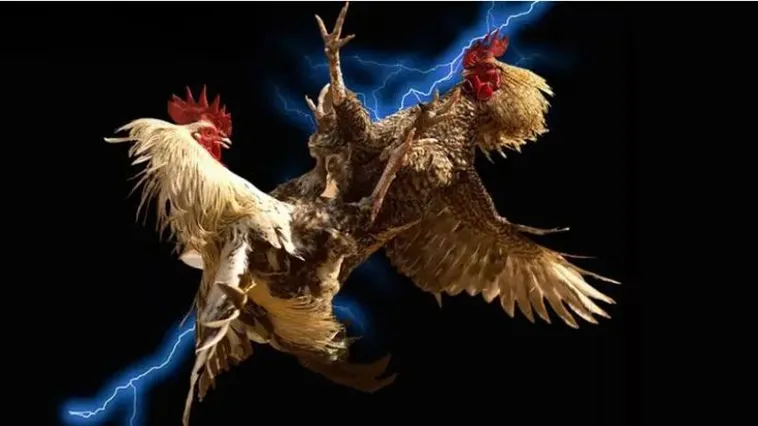 Bí Quyết Cách Chơi Đá Gà WS168 Tại Luck8 Chuẩn Xác Hiệu Quả