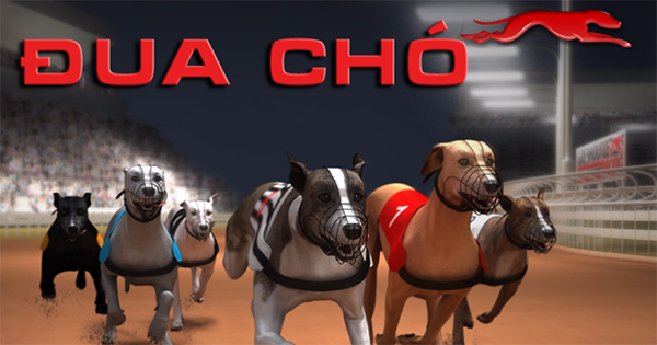 Hướng Dẫn Cách Chơi Game Nhanh Đua Chó Tại Luck8 Để Thắng Đậm